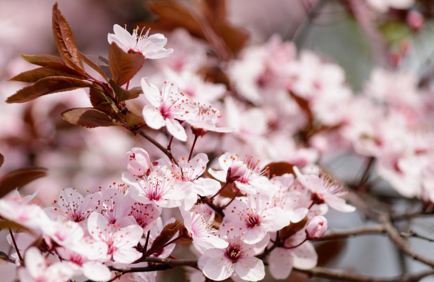 Hoa anh đào bắt đầu nở rộ tại thủ đô Tokyo, Nhật Bản