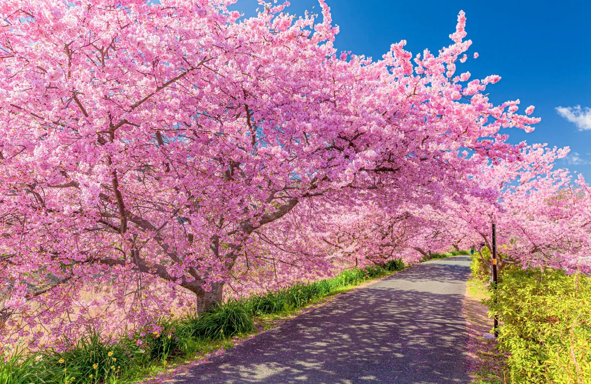 AI và bài toán dự báo mùa hoa anh đào nở