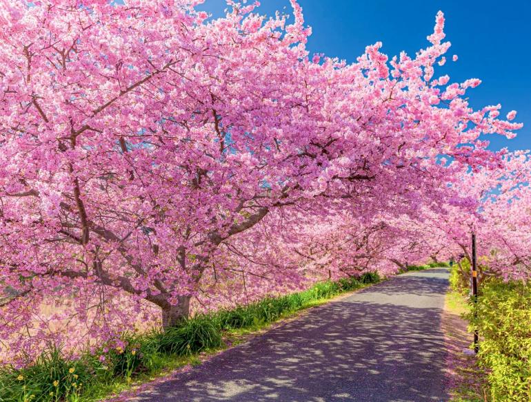 AI và bài toán dự báo mùa hoa anh đào nở