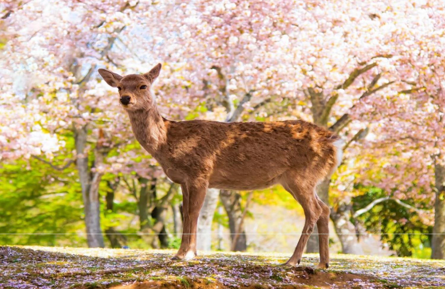 Văn hóa đặc sắc tạo nên sức hút bền bỉ cho thành phố Nara